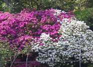 azalea_1