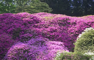 azalea_2