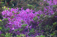 azalea_3