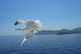 elba_fly