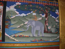 elephant