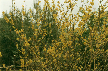 spring
