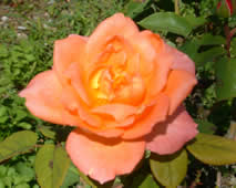rosa