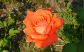 roses