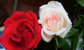 rose_wr