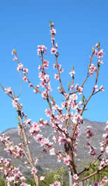 spring_01