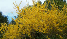 spring_02